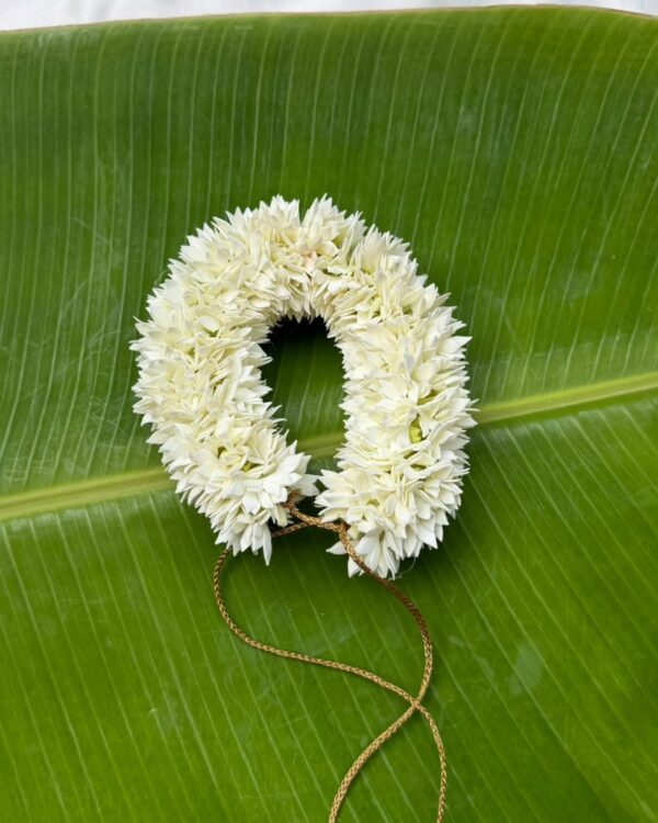 Pichi Poo Veni
